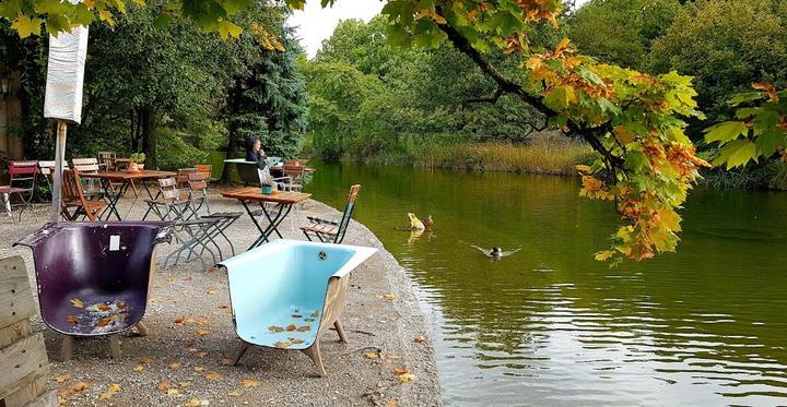 Gans am Wasser